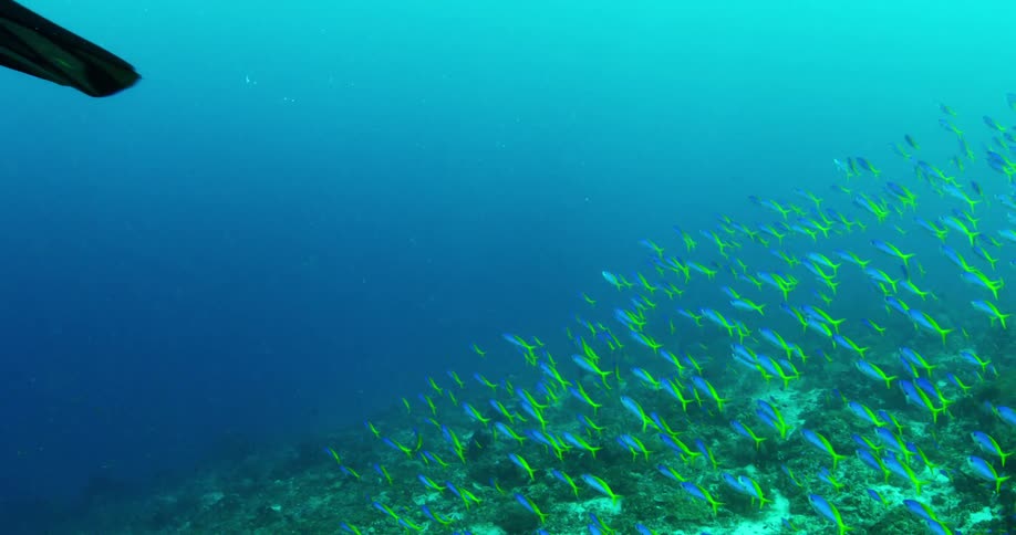 A scuba diver swimming over a school of fish in deep blue ocean water