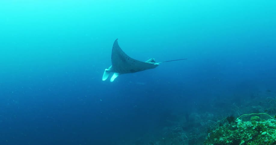 Manta ray lazily swims through blue ocean near bottom