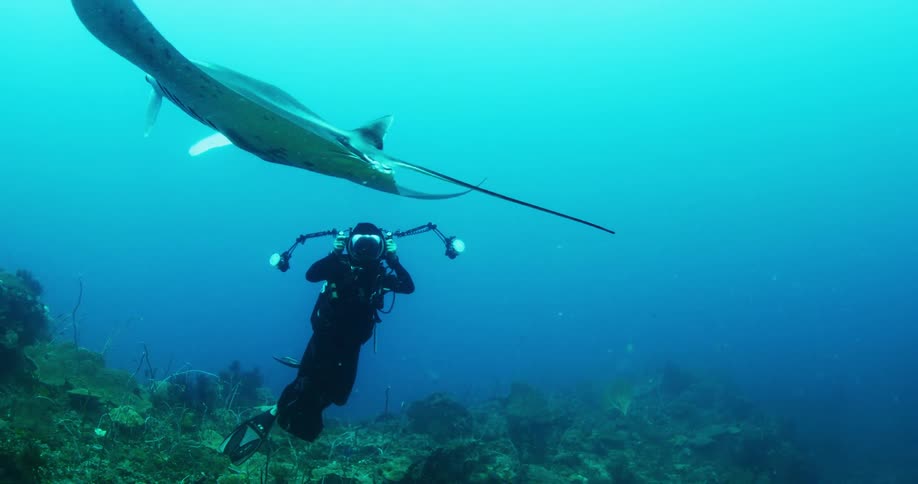 An underwater camera operator photographs a manta ray as it swims past him near the sea floor