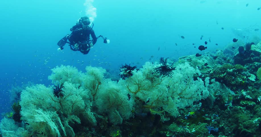 A diver with an underwater camera propels himself above the sea floor with an underwater scooter