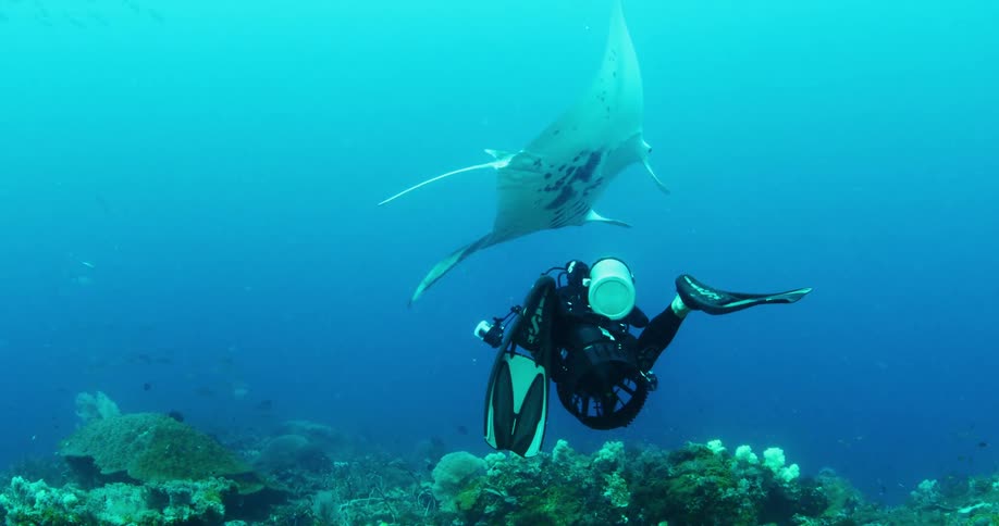 A scuba diver is underwater in an ocean taking pictures with a sting ray and coral reef