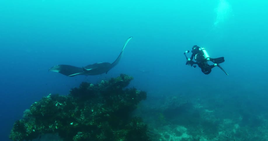 Diver taking photos of a nearby manta ray
