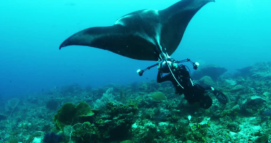 A diver taking pictures of a sting ray under water