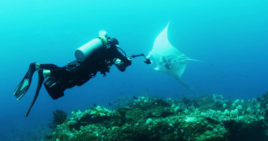 A scuba diver takes photographs of a manta ray