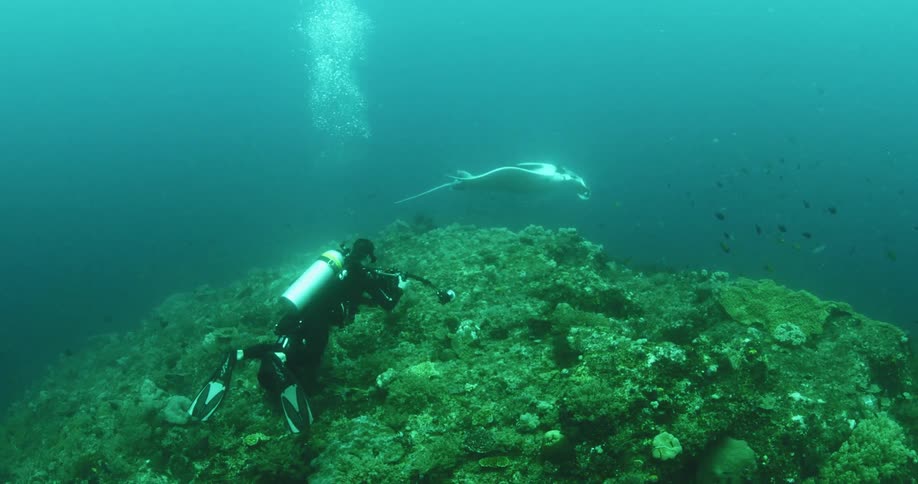Scuba diver underwater filming a large mammal in the ocean