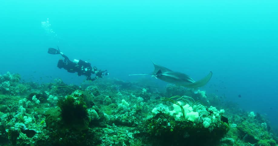 Scuba diver taking photographers of manta ray underwater in the ocean