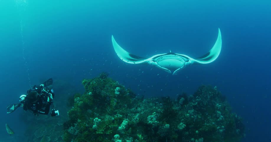 A scuba diver photographing a manta ray in deep blue ocean waters