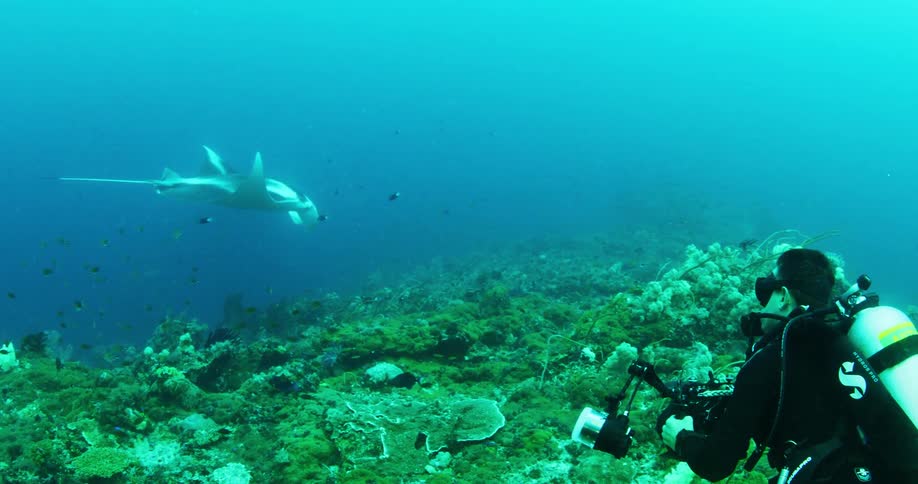 A scuba diver is underwater in the ocean holding a camera watching a manta ray swim by him over a coral reef