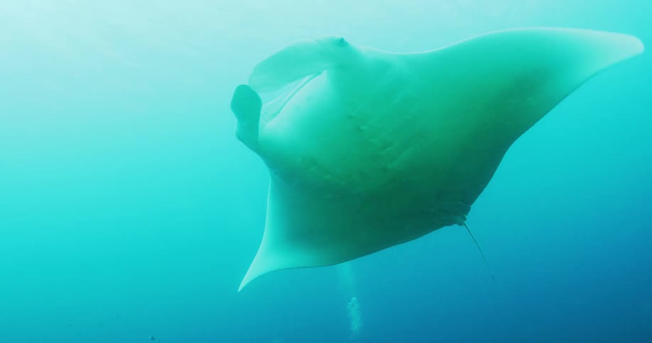 A manta ray swims near the diver
