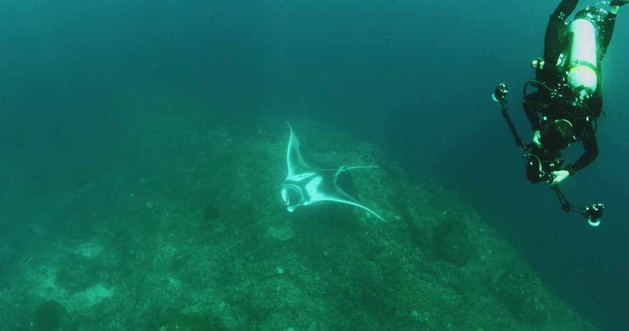 Scuba diver swims next to ray fish while filming underwater