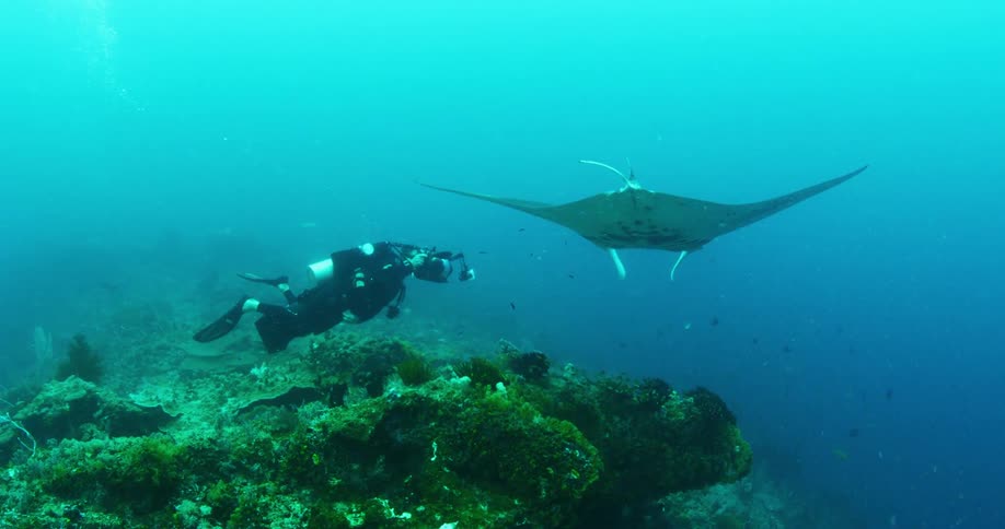 A man scuba diving with a camera underwater with a manta ray
