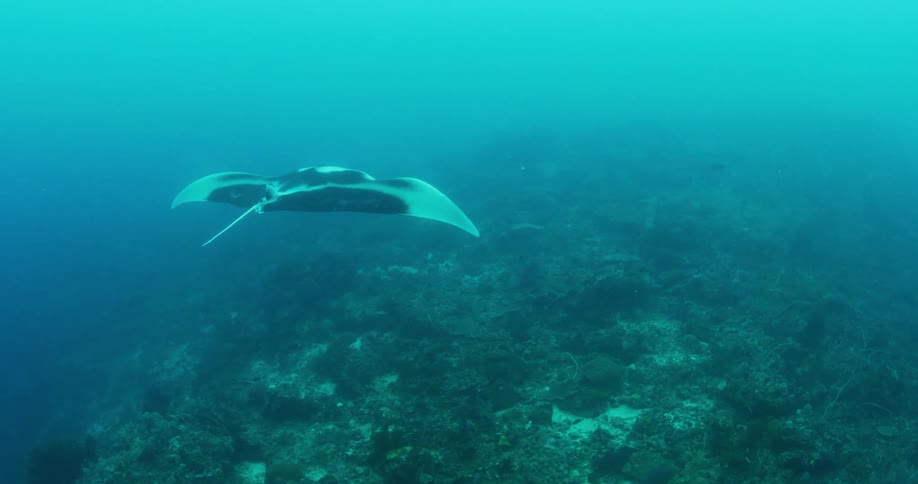 A manta ray swims near the vegetation covered sea floor during the day