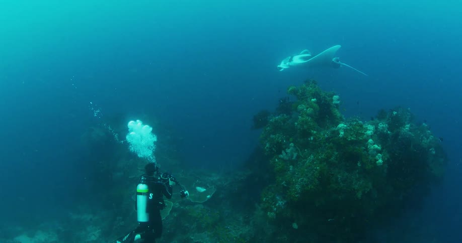 A person scuba diving with a camera underwater with a manta ray