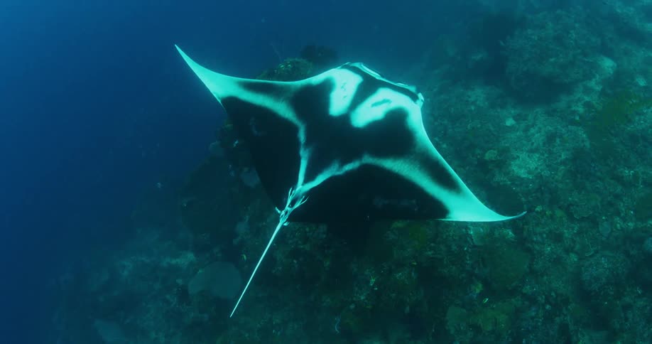 A manta ray swimming above a coral reef in ocean water