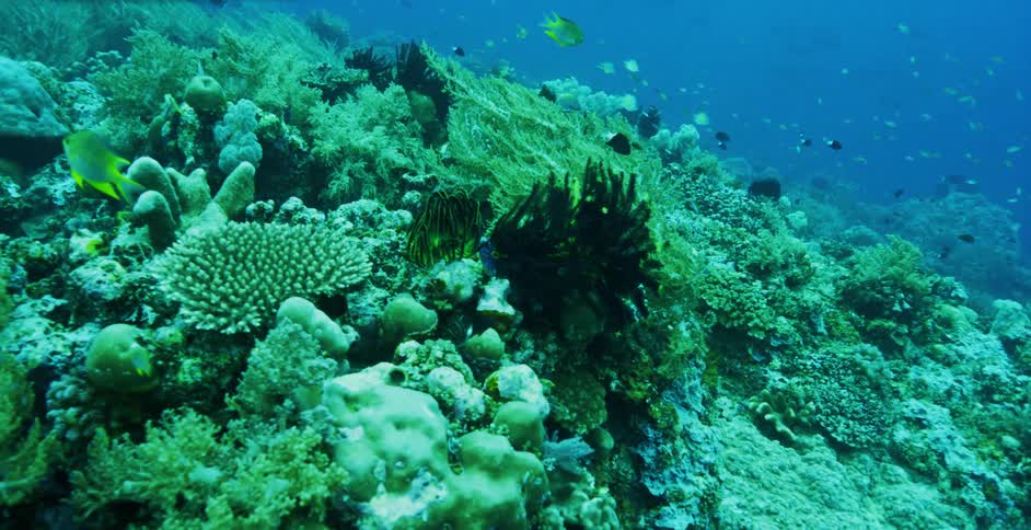 Fish swimming around a coral reef in an ocean