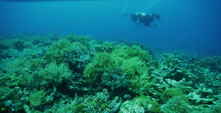 A diver swims near the sea floor while carrying an underwater camera