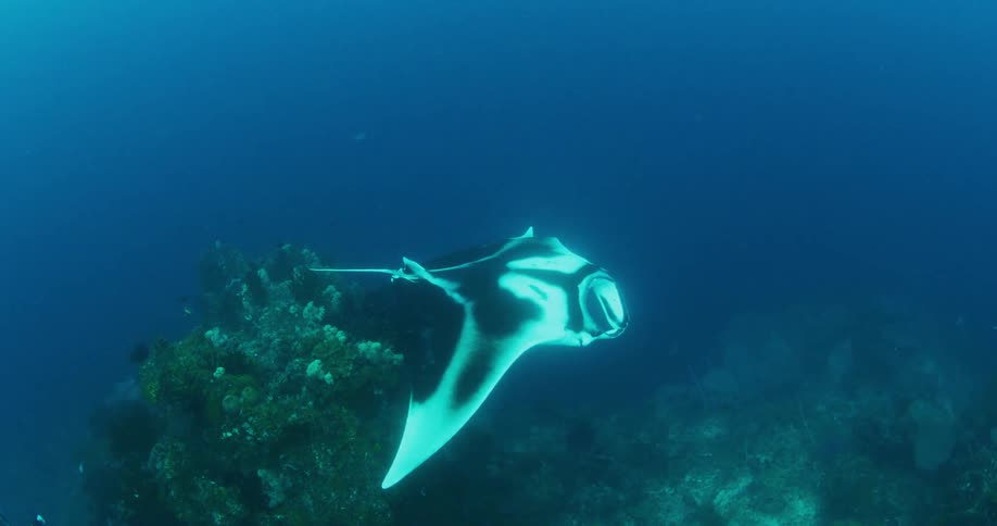 Manta ray swims over coral reef while scuba diver takes pictures of it from below