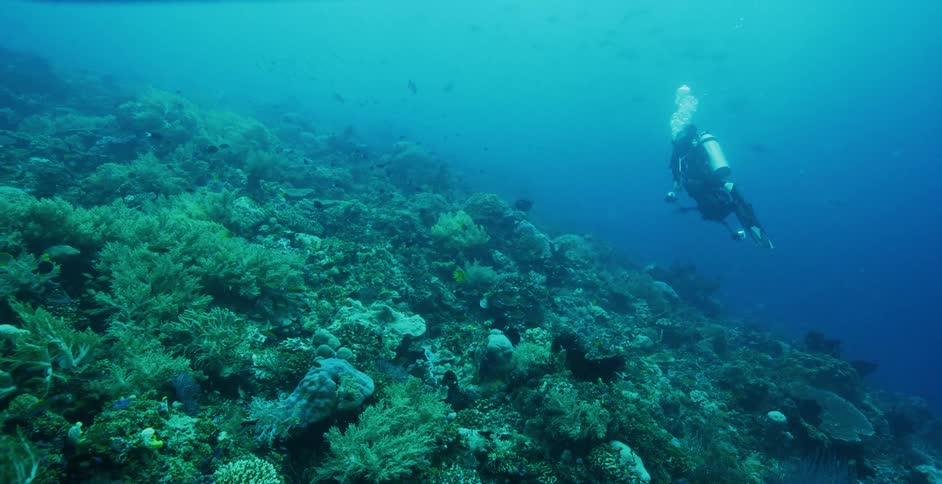 Swimmer in scuba gear swimming over coral reef with small fish and other sea life