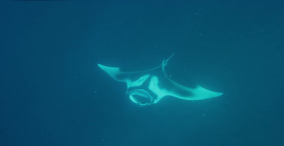 Manta ray swims underwater surrounded by empty ocean