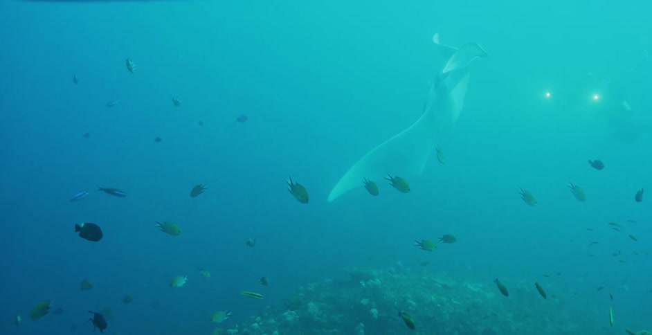 Manta ray swimming with fish in their natural habitat underwater in the ocean