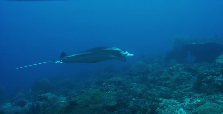 A manta ray in swimming in the ocean
