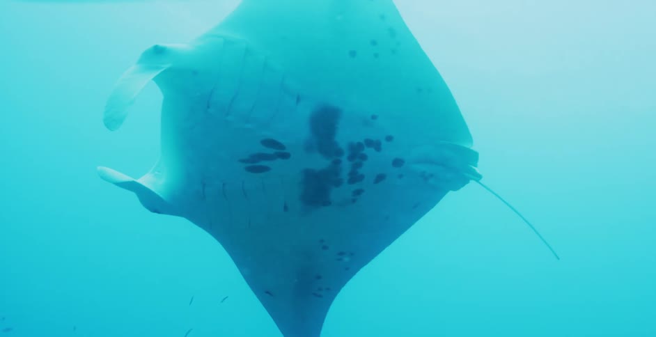 A manta ray swimming over coral reef in an ocean