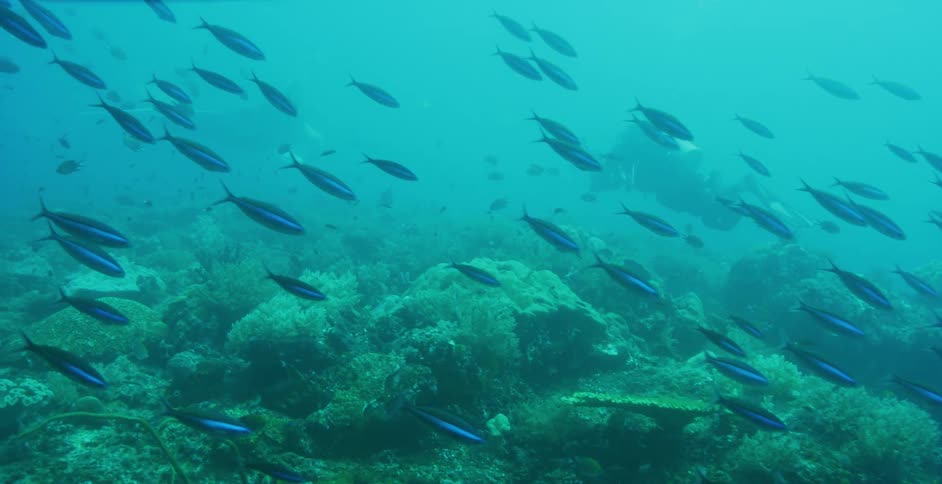 A school of fish swims past a diver underwater near the sea floor
