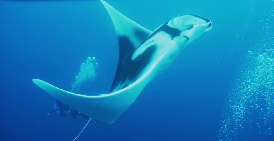 Manta ray swims by scuba divers underwater as they look on and take pictures