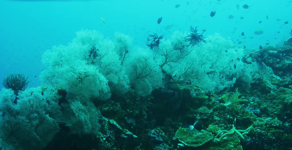 Oceanic fish swimming around underwater in a coral reef