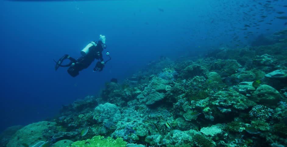 A diver carrying a camera watches fish swimming under the water