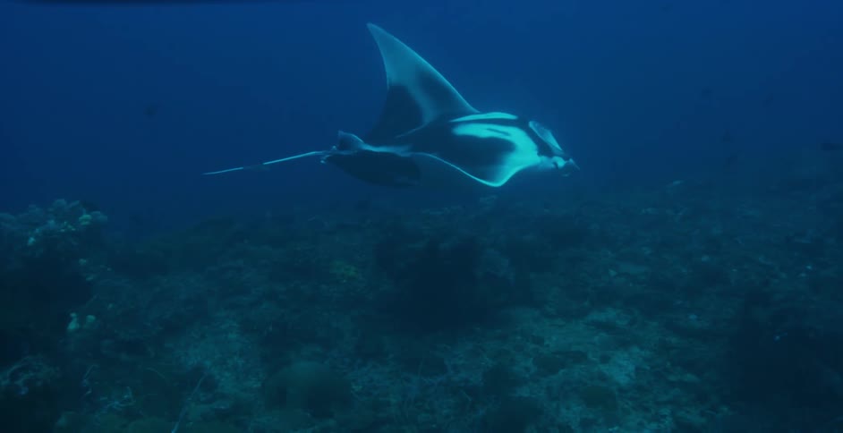 A manta ray swimming in the ocean