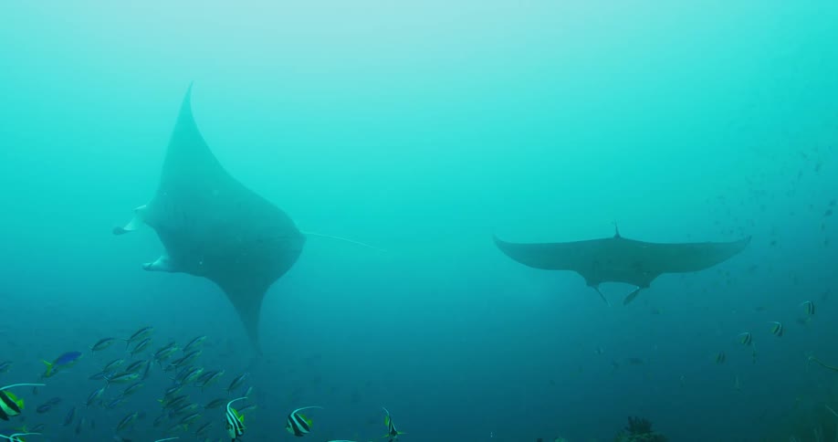 A pair of manta ray swim among other sea life near the sea floor during the day