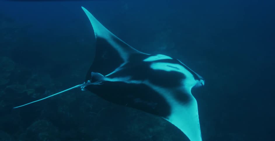 A manta ray is swimming in the ocean