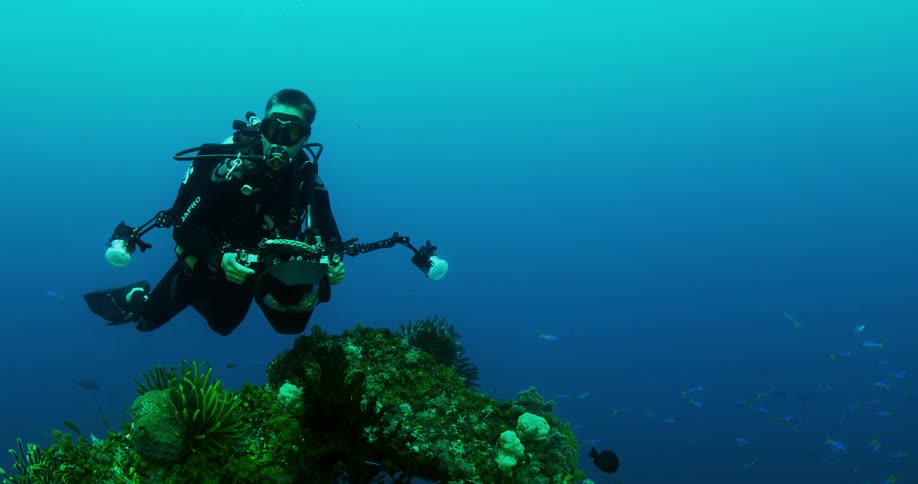 A diver takes pictures of fish swimming under water