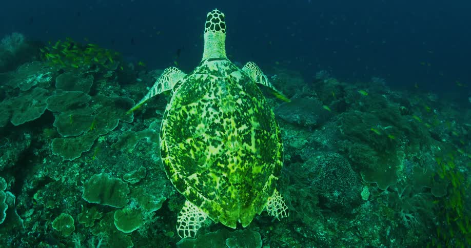 Sea turtle swimming amongst other small fish above a large coral reef underwater