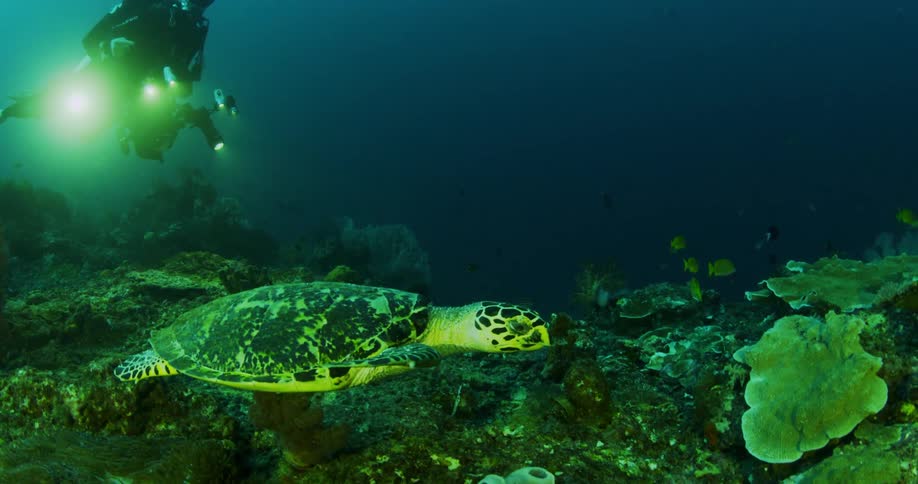 A scuba diver is underwater with a camera watching a sea turtle swim along a the bottom of the ocean