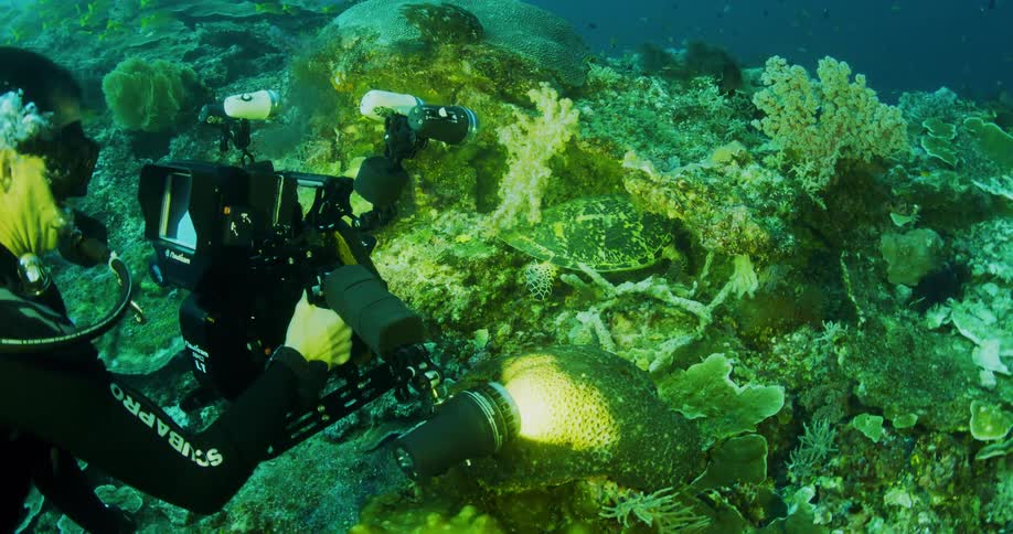 A diver takes a picture of sea life under the water