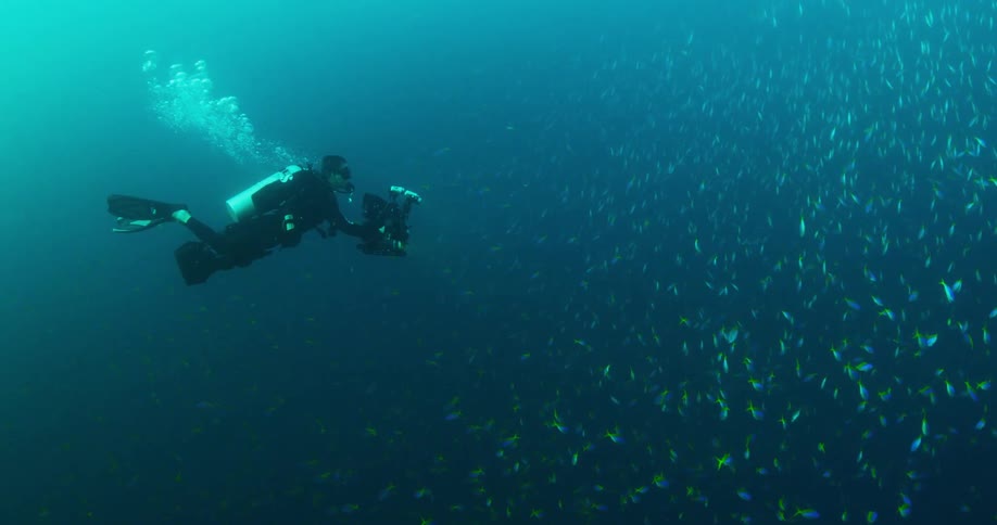 A scuba diver swimming with a school of fish in deep blue ocean water