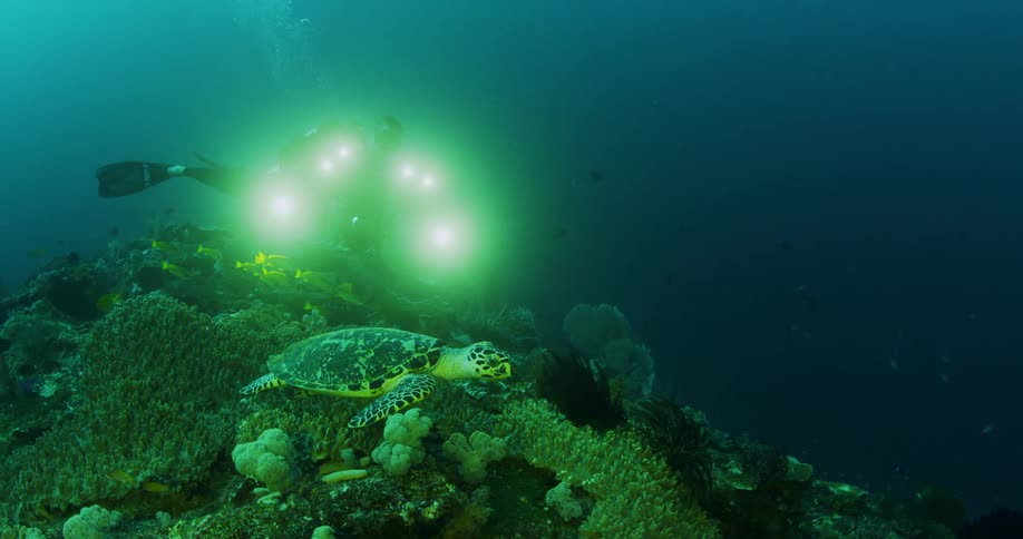 A scuba diver is underwater swimming with a camera with lights behind a sea turtle
