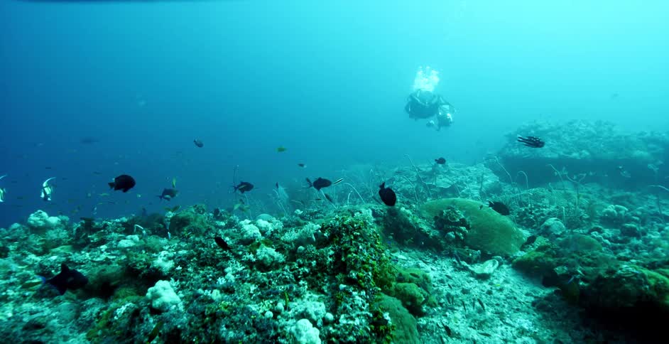 A deep sea diver swimming over coral reef and fish in ocean water