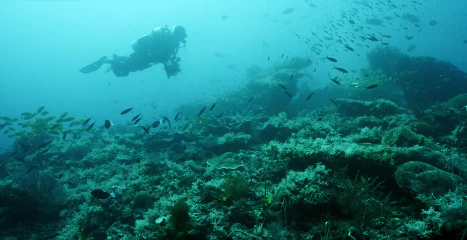 Fish swimming underwater above a coral reef as man in scuba gear swims by holding a camera