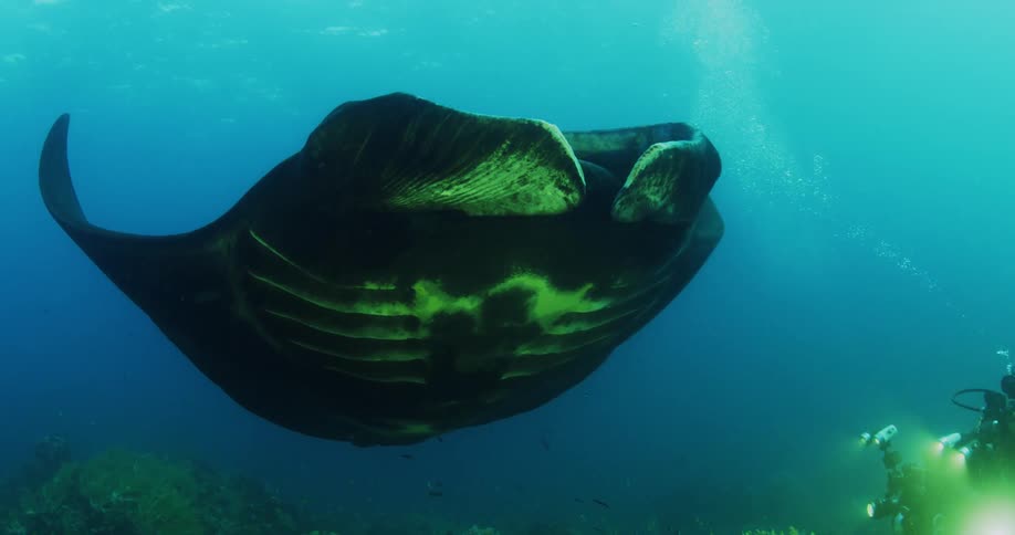 A large manta ray is being filmed by a diver