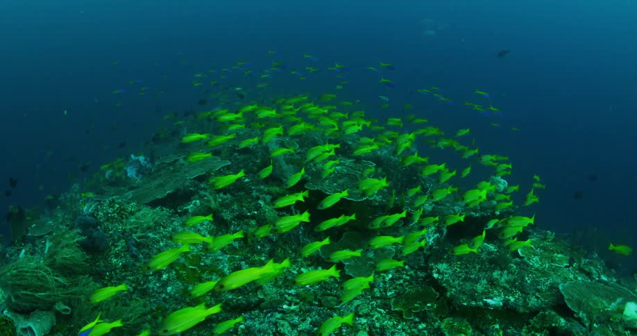 Fish are swimming in the ocean