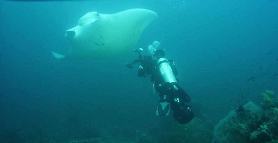 Scuba diver underwater filming a mammal