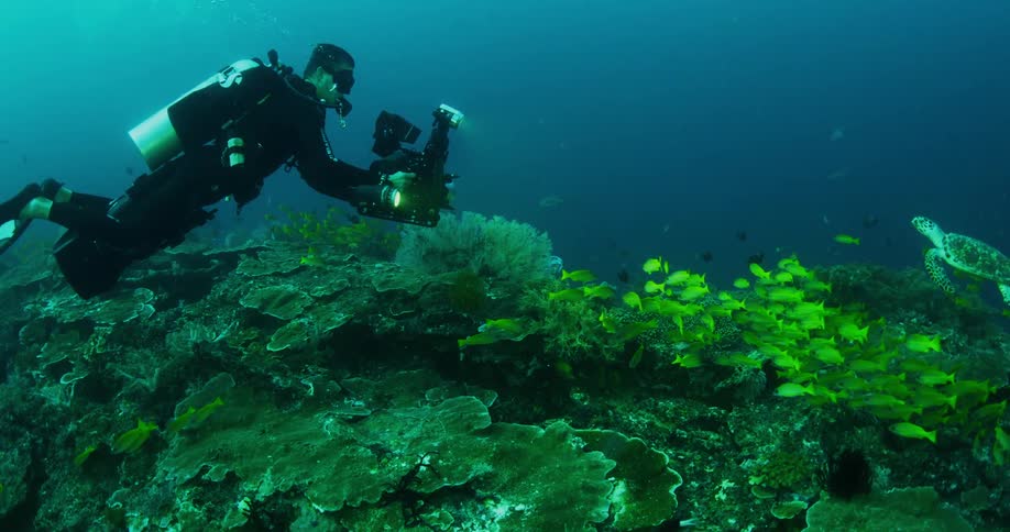 A diver is filming the sea life underwater