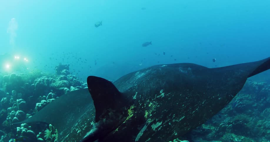 A manta ray swimming in ocean water near a deep sea diver