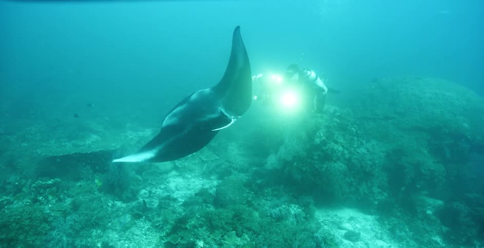 A diver takes pictures of a sting ray underwater