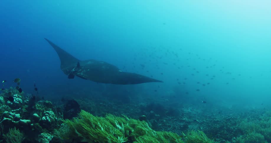 Underwater with a scuba diver holding a camera and a manta ray swimming at the bottom of the ocean floor
