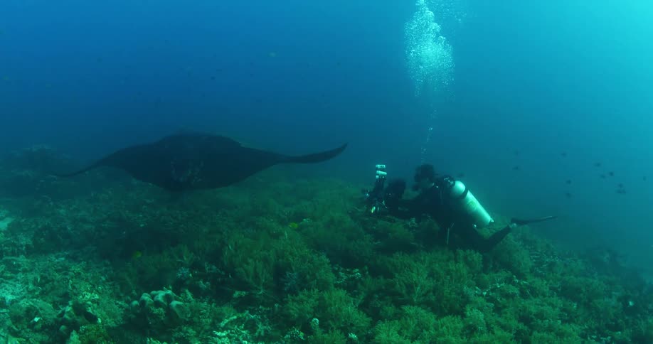 A scuba diving swimming near a manta ray in deep ocean water