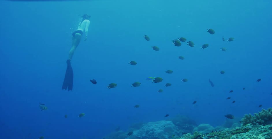 A diver swims past a school of fish